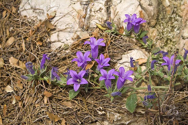 Campanula reiseri 