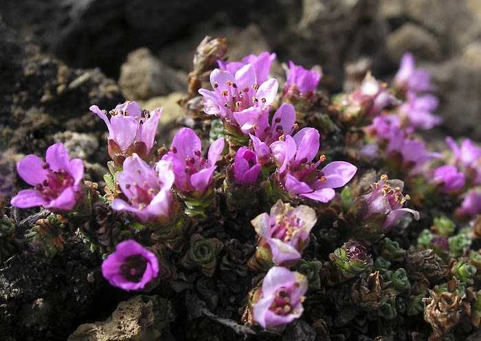 AlpineflowersinAskjacaldera.jpg