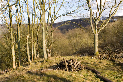 AstonWoodfromBeaconHill.jpg