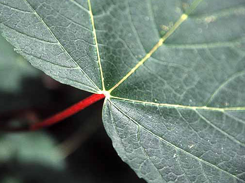 LeafwithRedStem04.jpg