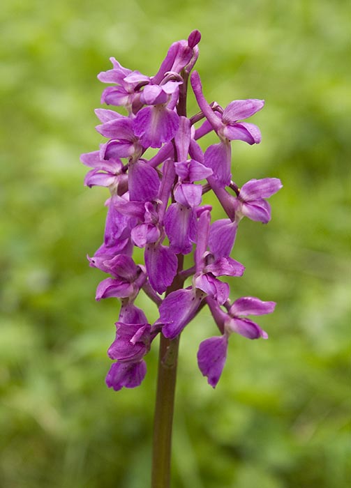 Early Purple Orchid (Orchis mascula)