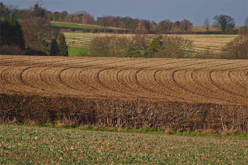 Bledlow_ploughed_landscape.jpg