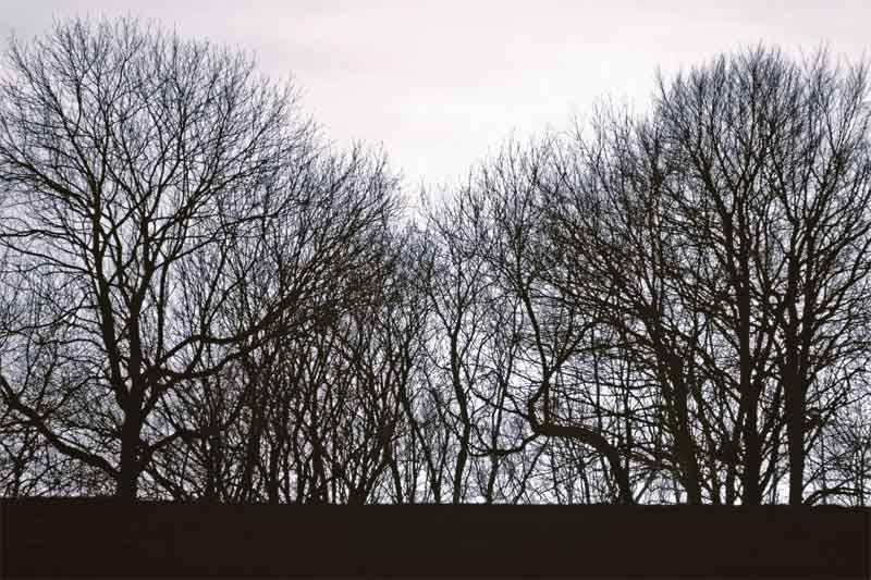 Bledlow_silhouette_trees.jpg