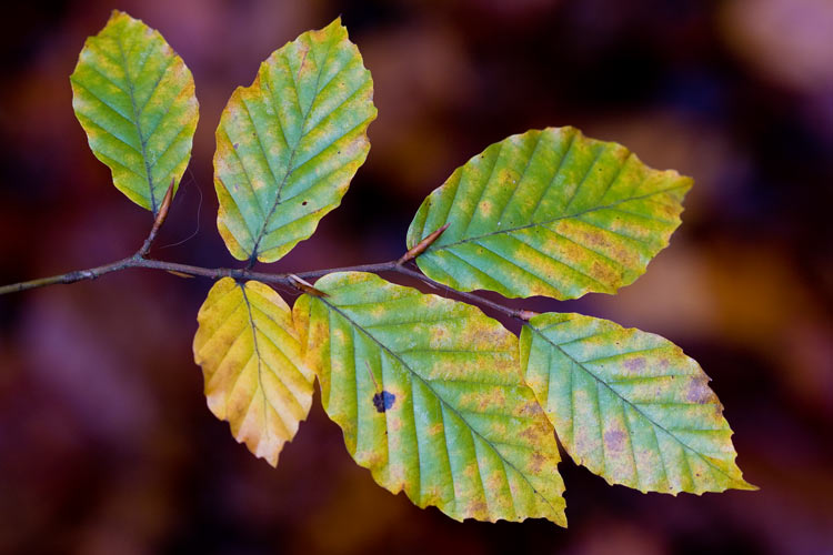 Beech Leaves