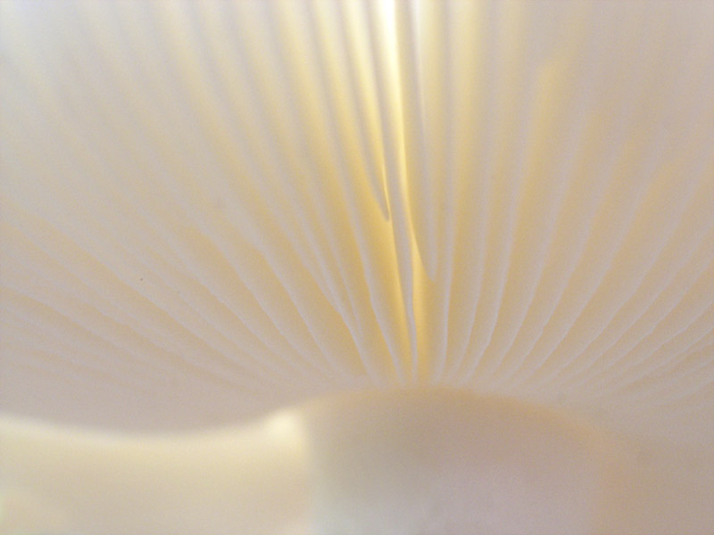 Beechesfunguscopy.jpg