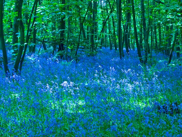 BluebellsGouldingsWood.jpg