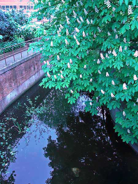 YorkStream_edited-1.jpg YorkStream_edited-1.jpg