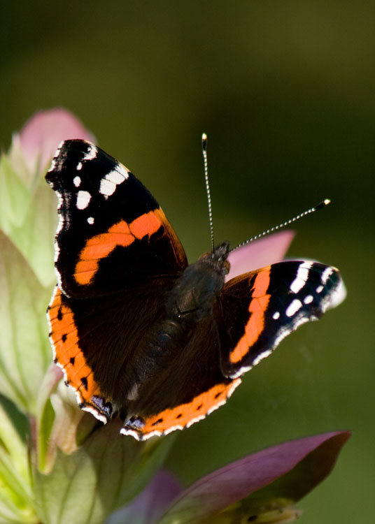 Red Admiral