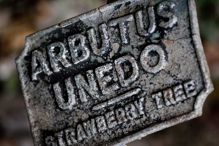 Arbutus Unedo