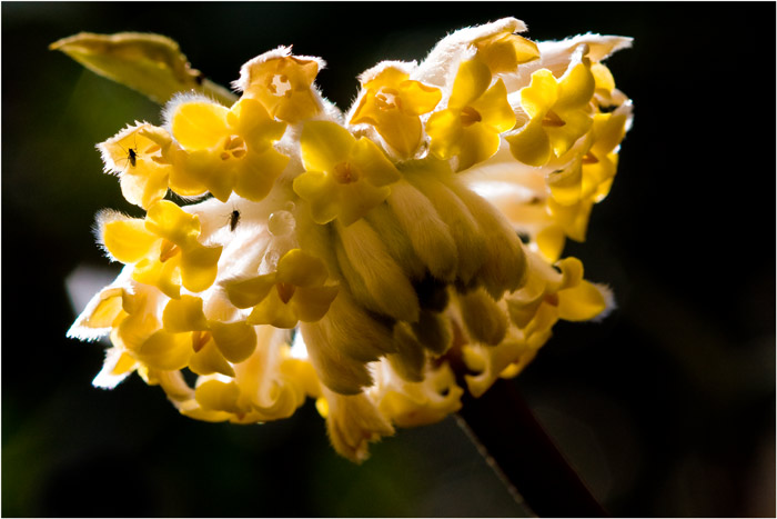 Backlit-yellow-bloom.jpg