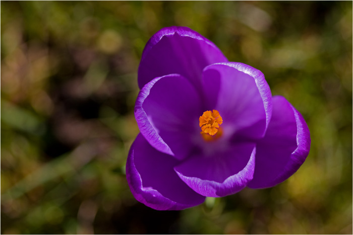 Crocus.jpg