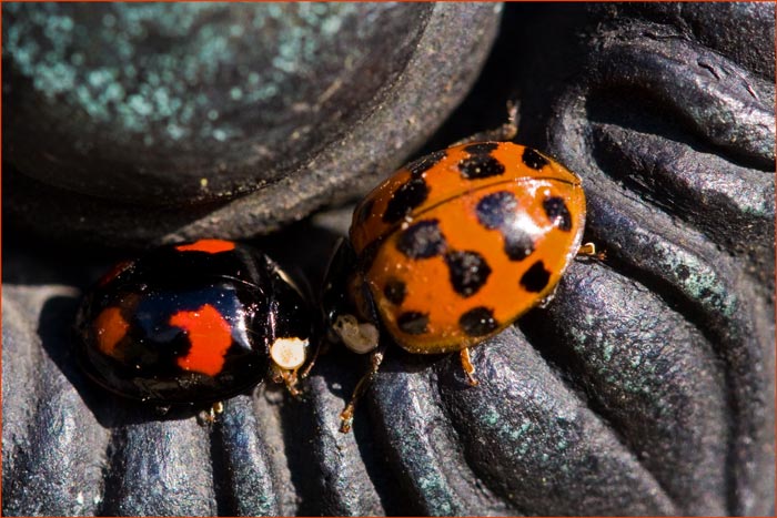 Ladybirds-fight-and-big-one.jpg