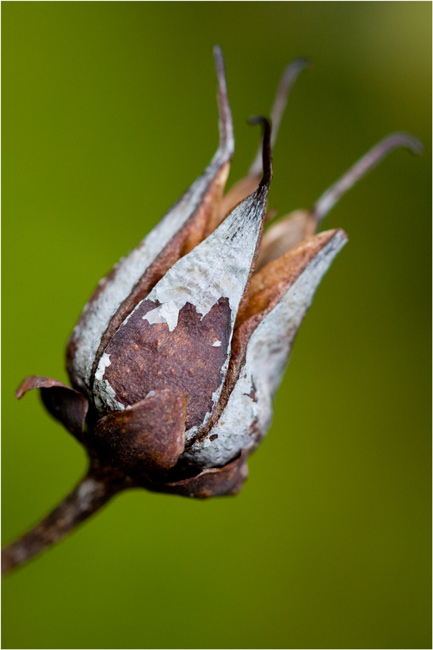 Seed-head.jpg
