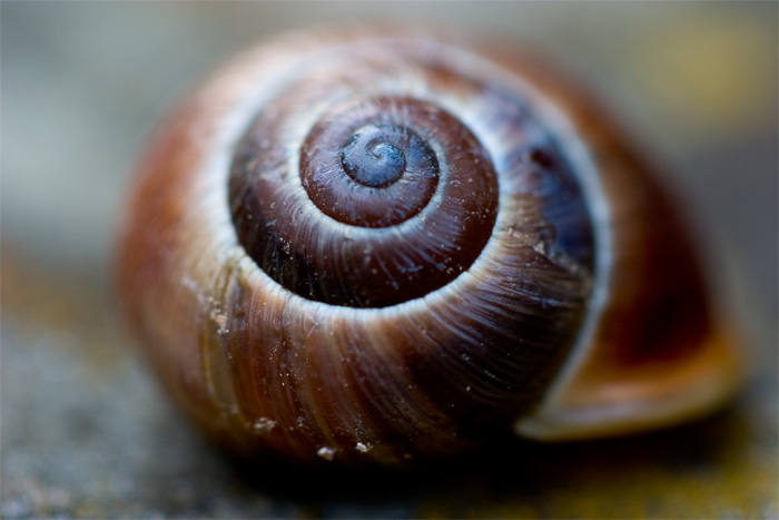 Another_snail.jpg