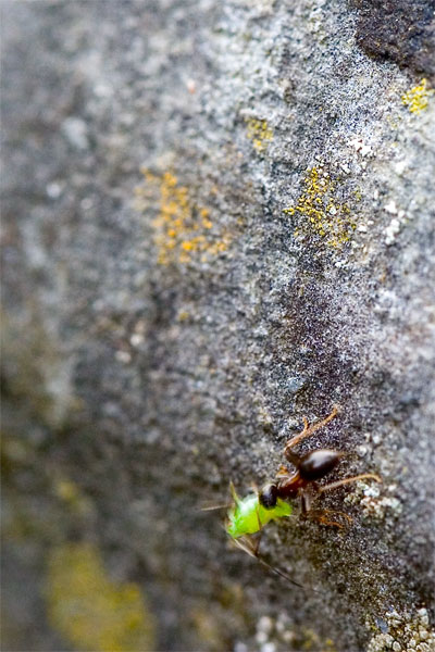 Ant-and-Greenfly.jpg