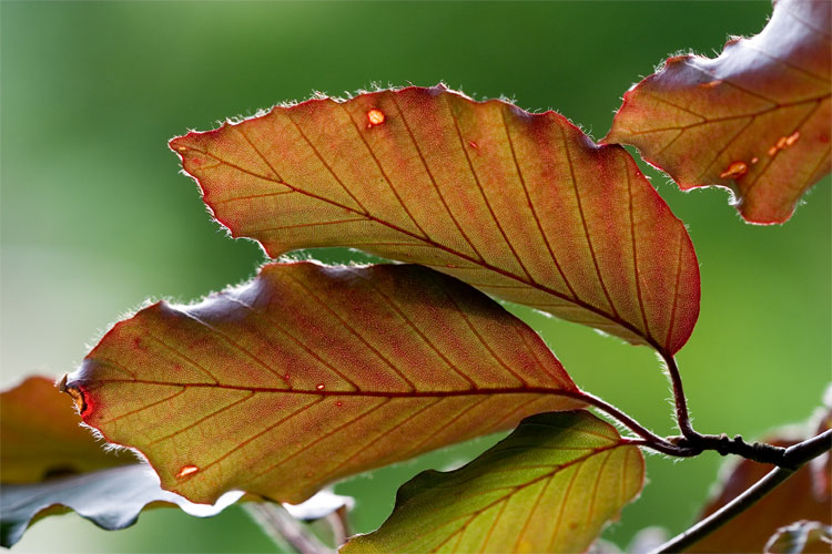 Beech-leaves.jpg