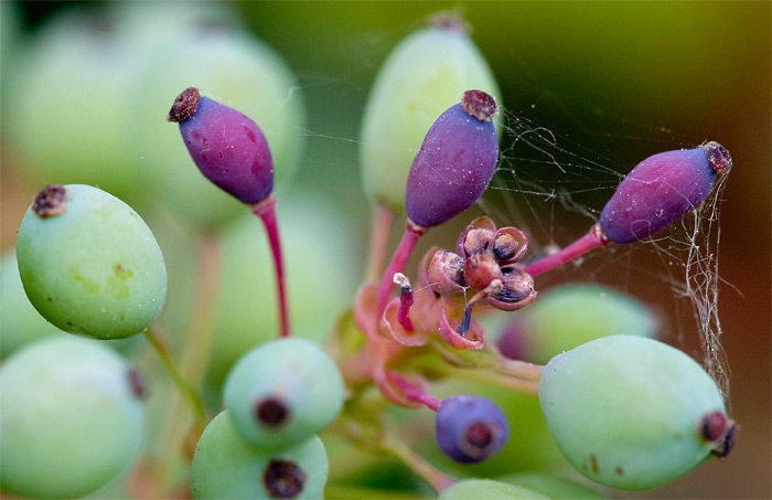 Berries.jpg