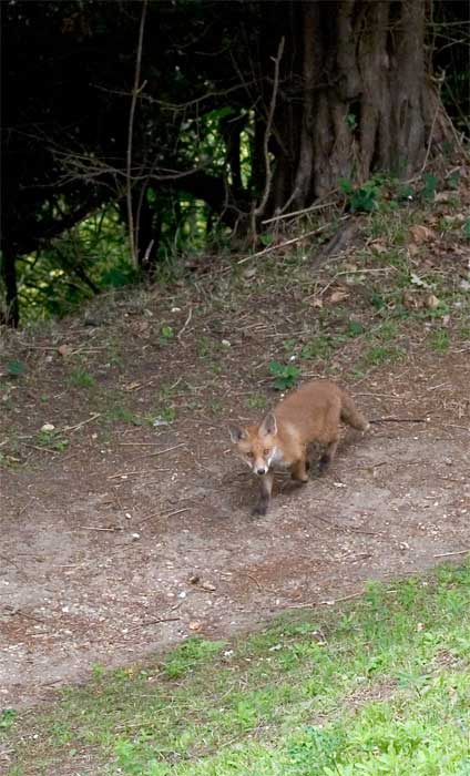 Cliveden_fox.jpg