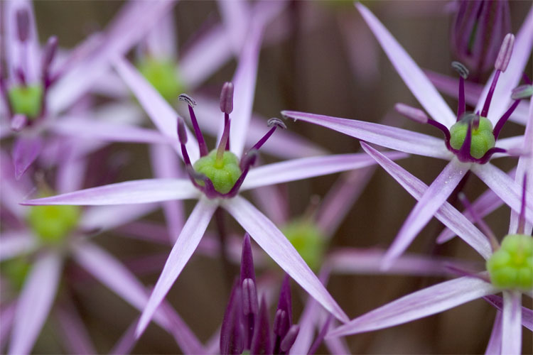 Closeup_allium.jpg