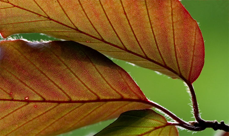 Dishonest-beech-leaves.jpg