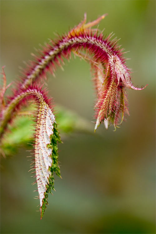 Prickly.jpg