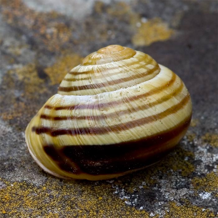 Snail.jpg