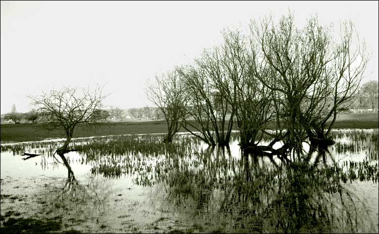 Cockmarshpond.jpg
