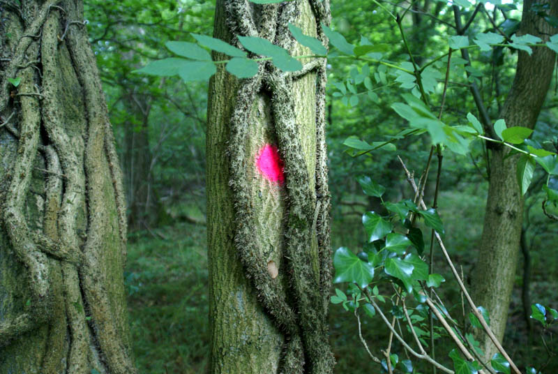 Fluorescenttreespot.jpg Fluorescenttreespot.jpg