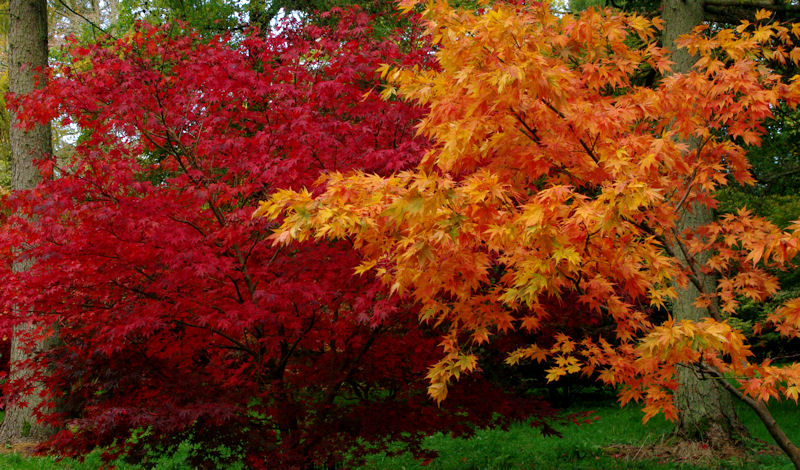 COlour of Trees