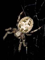 Spider672.jpg