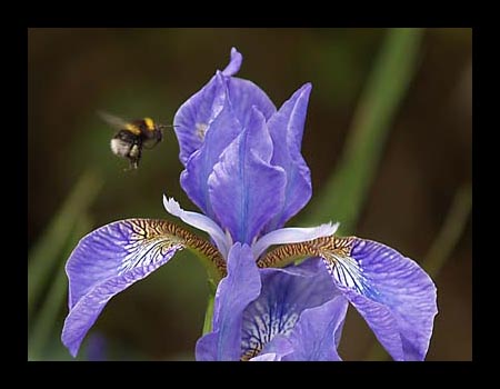 cDavidGraham-Bee.jpg