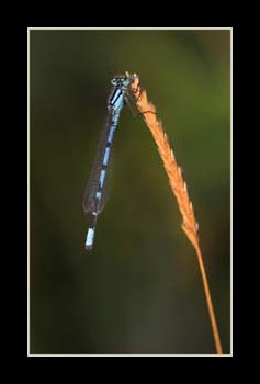 mDaveMundy_Damselfly1.jpg