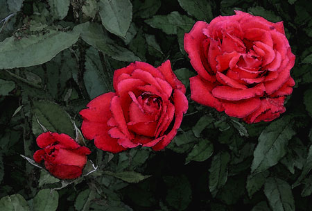 Dave-Mundy_-Growing-RosesU.jpg