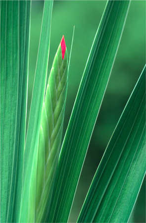 David-Birch---Gladiolus-Bud.jpg