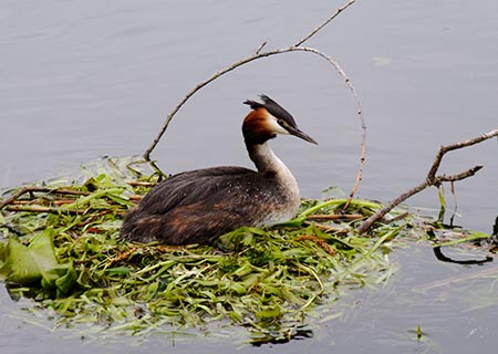 18JoeHummGreatCrestedGrebe.jpg