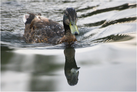 vDaveMundy_Duck.jpg