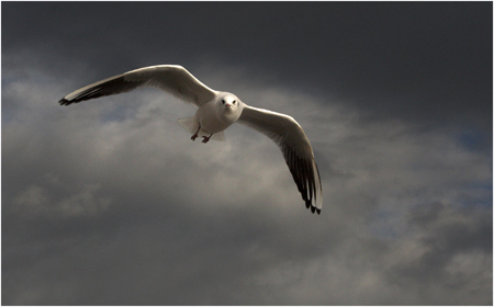 vDaveMundy_Gull.jpg