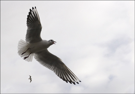 vEd_Doughty_Gull_Wing.jpg