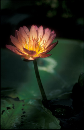 vMFFwaterlily.jpg