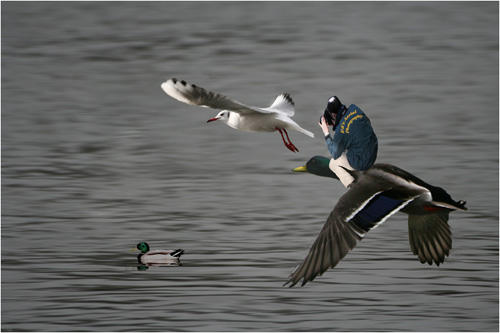 vDave-Mundy_-Ed-Flies.jpg