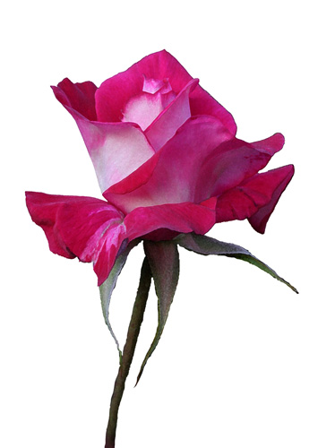 vDaveMundy-Watercolour-Rose.jpg