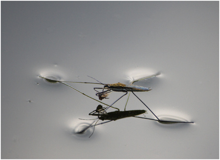 DaveMundy_Surface-Tension.jpg