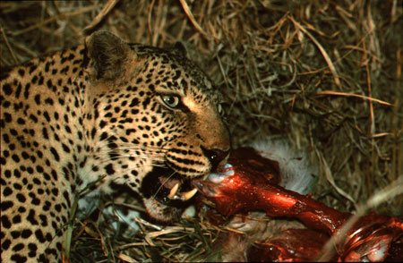 Ian-Silvester-Leopard--zeb.jpg