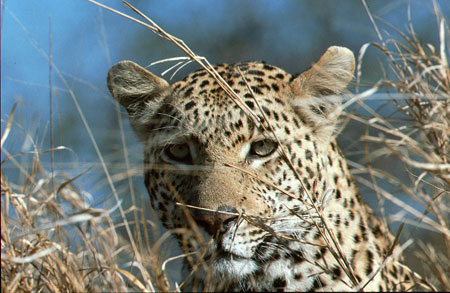 Ian-Silvester-Leopard-39.jpg