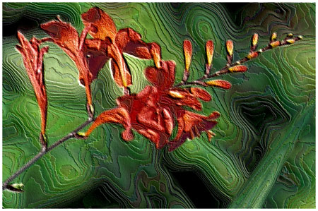 MFFCrocosmia.jpg