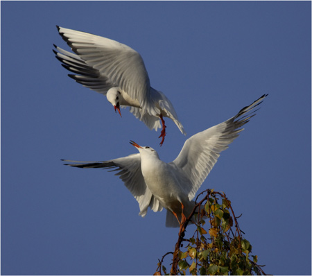 Richard-Sandford-1-Gull-D2X.jpg