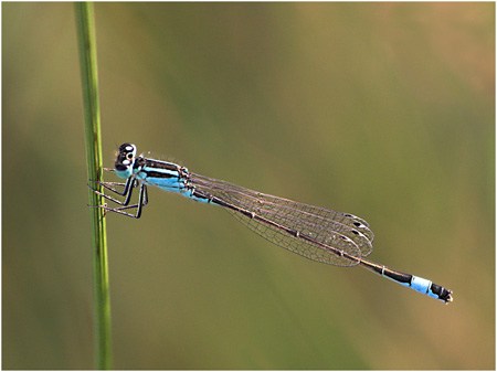 DaveMundy_Damselfly2.jpg