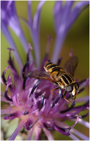 MichaelKiely_Hoverfly.jpg