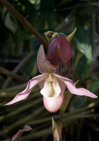 John-A-Cypripedium.jpg