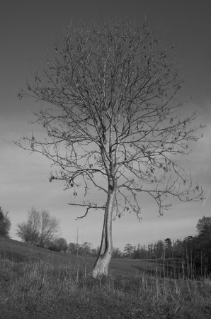 Lonely-Tree---Dave-Mundy.jpg
